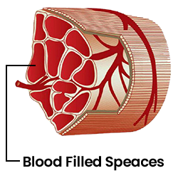 Achieving a Firm and Extended Erection